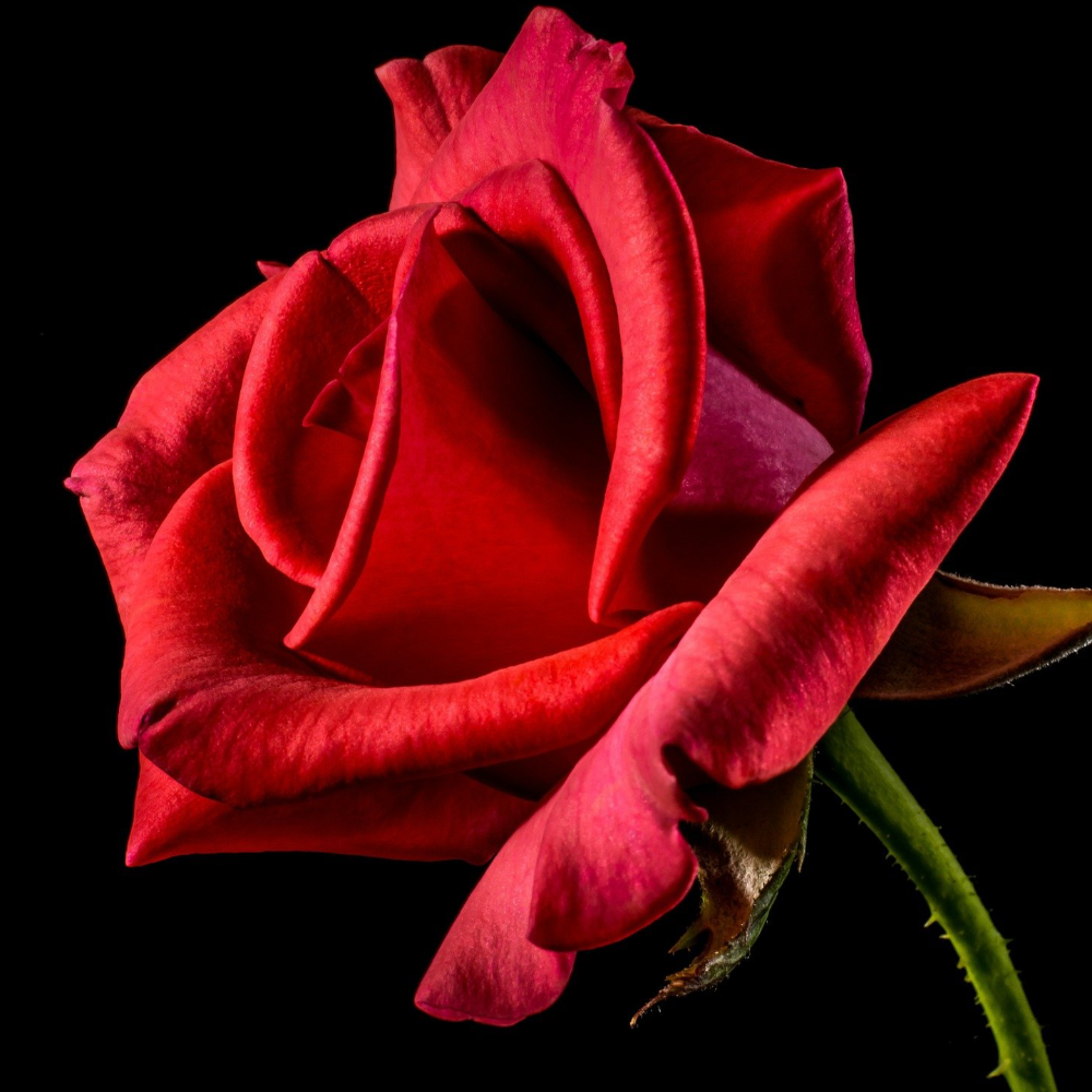Bougie design sans fumée décorative Rose Pillar avec parfum de rose,  rouge